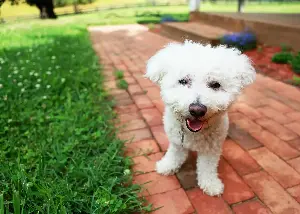 Dog Sees New Backyard for the First Time, His Response Does Not Disappoint
