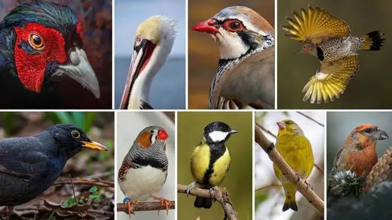 En las aves, el colorido de los machos ayuda a predecir su longevidad según un estudio