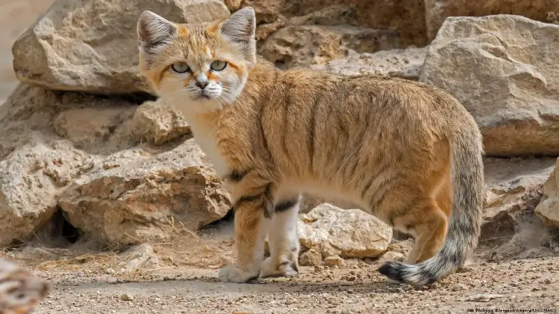 Cómo un video de YouTube probó la existencia del gato de las arenas en Libia