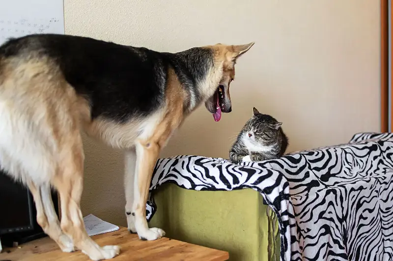 A stock image of a dog standing on a desk, eagerly looking at the cat on the couch and wanting to play.