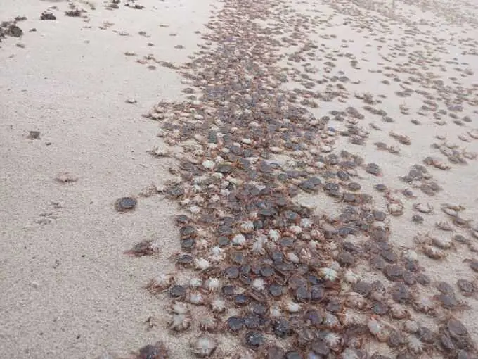 Miles de cangrejos patudos son arrastrados por la marea hasta la orilla de playas de las Islas Atlánticas