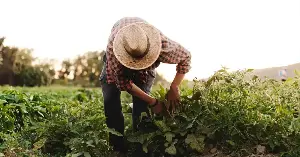 Hopi farmers grow maize sustainably