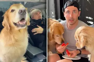 Golden retriever owner shares the hilarious ways he keeps them cool in the summer