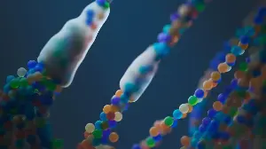 Telomeres shorten with cell division