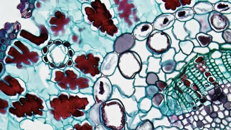 cell division microscope