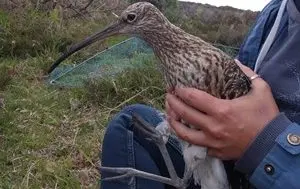 She’s no spring chicken – Britain’s oldest curlew was born in 1992