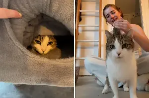 Foster Cat Was Too Scared to Come Out—Then on Day 5 a Breakthrough Happened