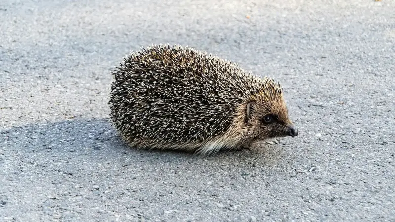 Egels kunnen ultrasoon geluid horen, wat hoop geeft voor hun bescherming tegen verkeersongevallen