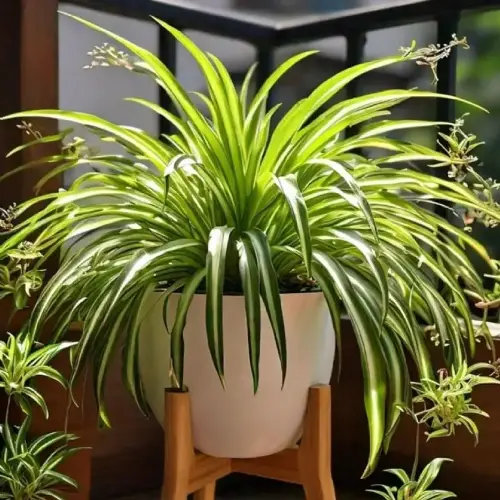 plantas que absorben el calor en casa