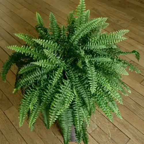 que plantas absorben el calor