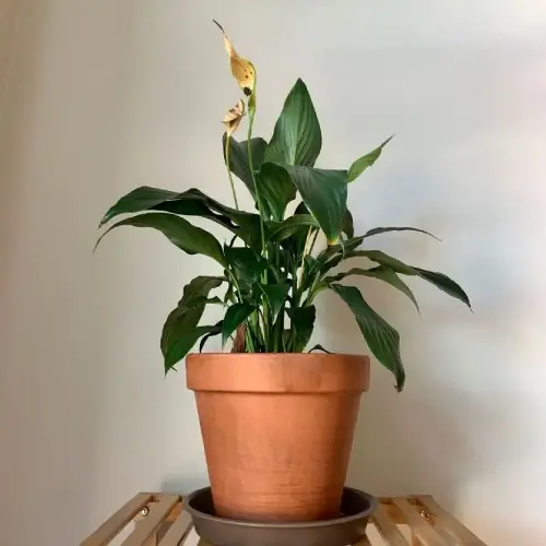 plantas que absorben el calor en casa
