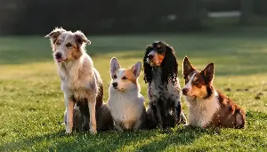 Choosing the right dog for you and your family