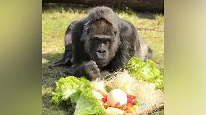 World's Oldest Gorilla Celebrates Birthday at Berlin Zoo