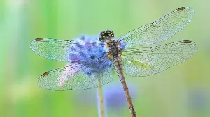The Spiritual Meaning of Dragonflies