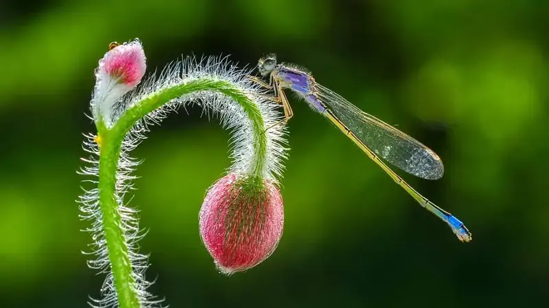 A dragonfly sitting atop a flower