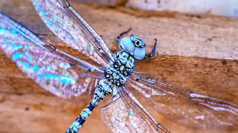 Dragonfly with iridescent wings