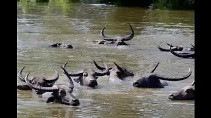 Wild water buffalo to return to UP after century