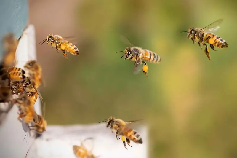 Api straordinarie! Sanno davvero contare: non riconoscono solo forme, ma elaborano informazioni numeriche complesse