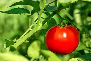 On Nutrition: Take it from a plant