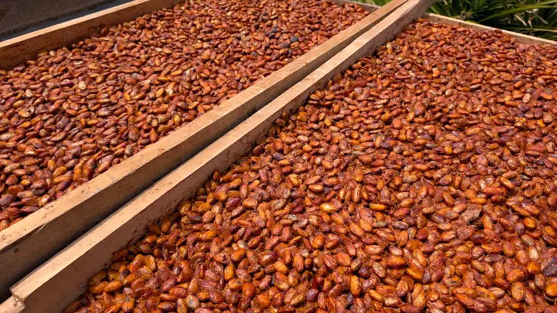 Cacaoprijzen dalen, maar chocolade blijft voorlopig duur in de winkel
