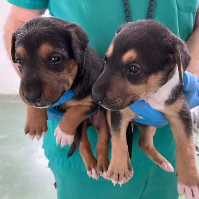Desciende en más de un 9% en tres años el número de animales abandonados en Córdoba recogidos por Sadeco