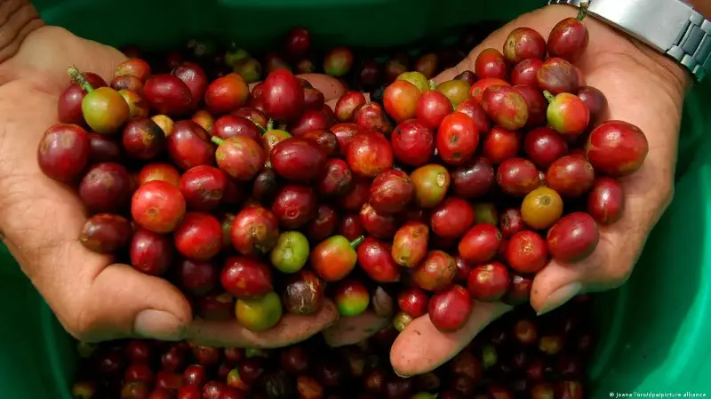 Cacao y café de Colombia en Europa, con sabor a paz