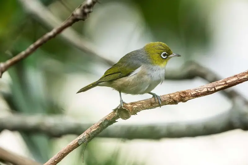 Los pájaros cantores isleños son capaces de crear su propio “género musical”