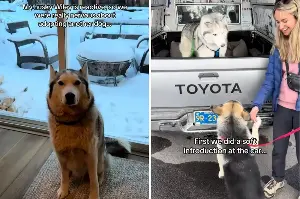 Reactive Husky Meets New Sibling at Shelter—What Happens Next Is Everything