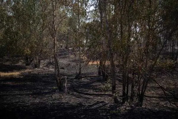WWF dice que el incendio de Niebla "evidencia el peligro" de los eucaliptales "abandonados" en Huelva