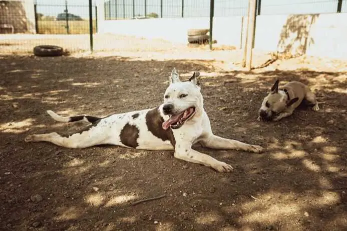 El Centro Municipal de Acogida de Animales facilita la adopción de 80 animales durante el primer semestre 2026