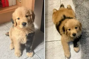 Hearts Melt at How Golden Puppy’s Rare ‘Somatic Mutation’ Makes Him Look