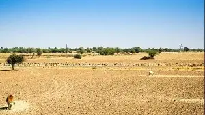 Rajasthan: 80 tehsils across 14 districts declared drought-hit