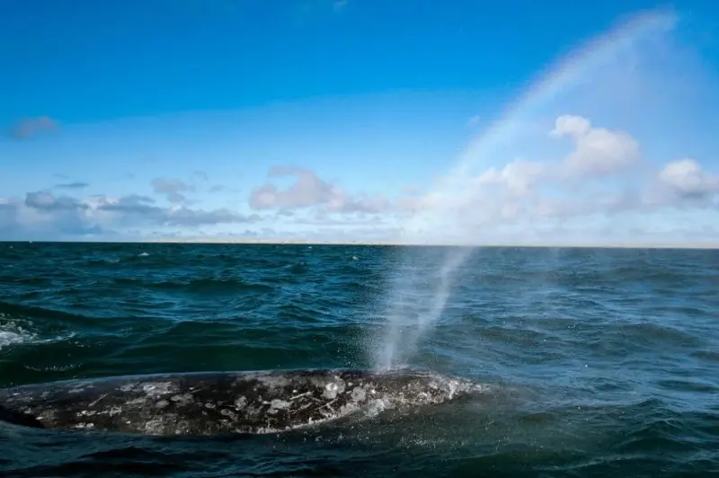 The Pacific gray whale is facing extinction - image 1