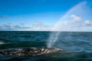 Pacific gray whales are facing extinction.