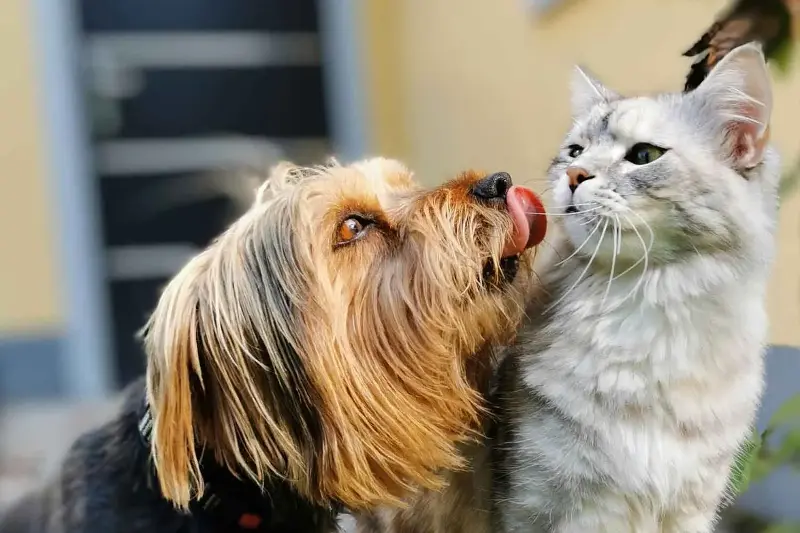 4 persone su 10 preferiscono avere animali al posto dei figli: cresce la generazione dei “pet parents” anche in Italia