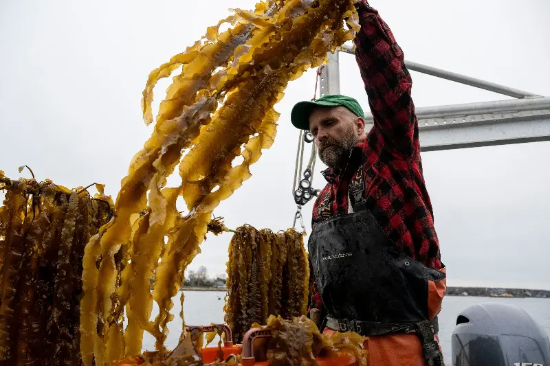 A marine staple grown in Asia for centuries could be the future of human diets and eating sustainably (AFP via Getty Images)