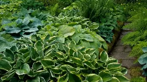 If You Grow Hostas, Don't Skip This Essential Summer Job – It'll Guarantee the Best Display of Vibrant Leaves