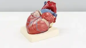 Want to reduce your heart disease risk? Heart surgeon says this matters more than cutting sugar or fat