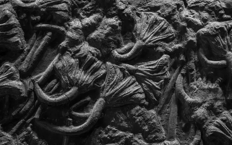 fossil crinoid specimen