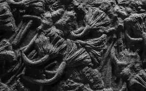 This fossil reveals ancient crinoid behavior.