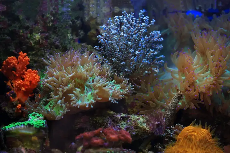 modern crinoid underwater