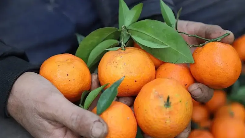 Harvesting Tangerines In Boufarik, Algeria