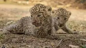 Pilibhit’s ₹49 crore leopard safari plan gains momentum, DPR sent for approval