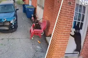 Dog owner makes heartshattering mistake while half-asleep: "She was convinced we abandoned her"