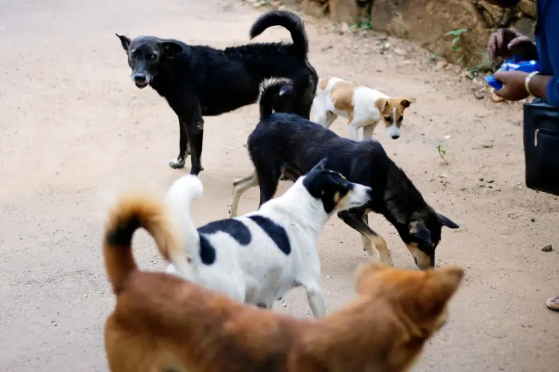 Honden kunnen menselijke emoties onderscheiden, blijkt uit MRI-onderzoek