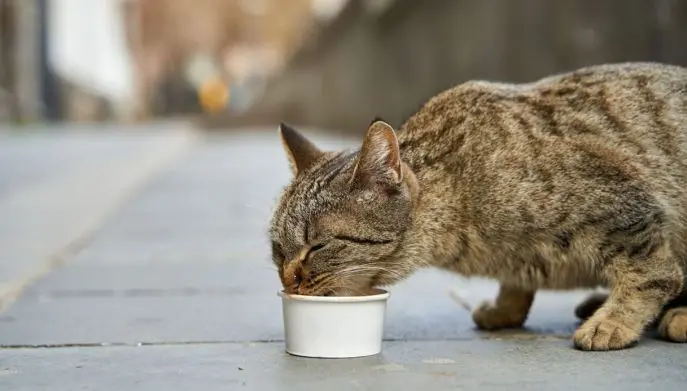 Gatto che mangia: perché non finisce il cibo