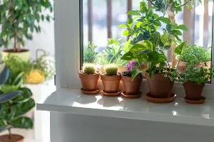 Secrets to a good night's sleep and detoxifying your bedroom with familiar potted plants.