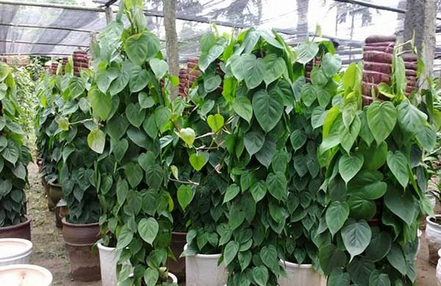 Secrets to a good night's sleep and detoxifying your bedroom with familiar potted plants - Photo 2.
