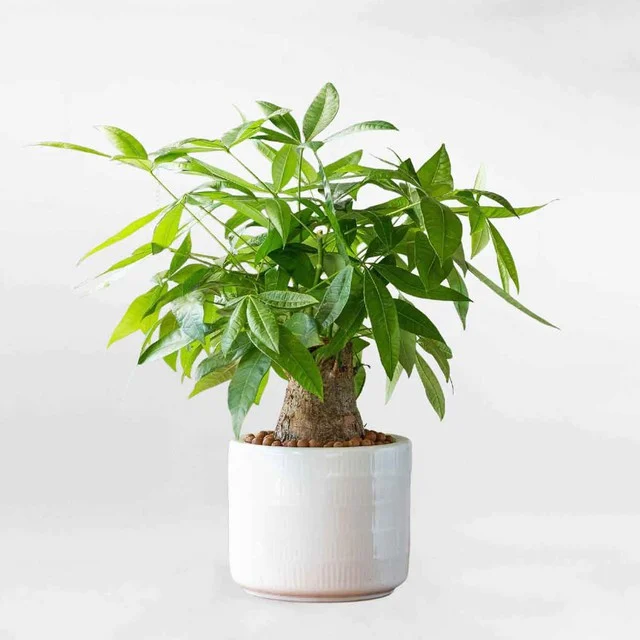 Secrets to a good night's sleep and detoxifying your bedroom with familiar potted plants - Photo 4.