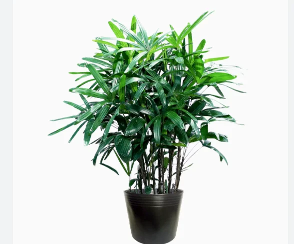 Secrets to a good night's sleep and detoxifying your bedroom with familiar potted plants - Photo 3.